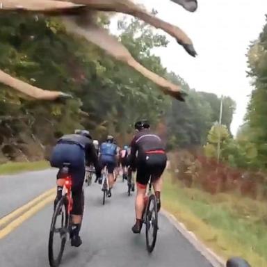 VIDEO: Deer leaps onto cyclist in South Carolina