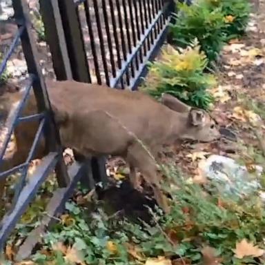 VIDEO: Officer rescues deer stuck in fence