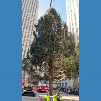 VIDEO: Rockefeller Center Christmas tree arrives in NYC