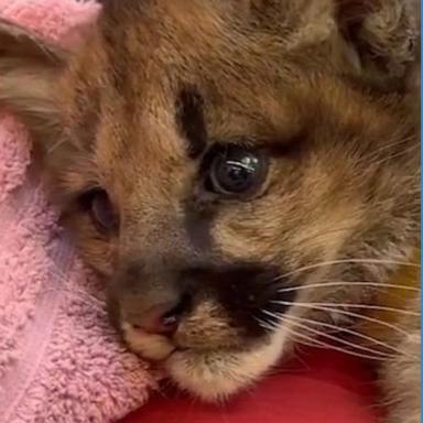 VIDEO: Orphaned mountain lion cubs rescued in California