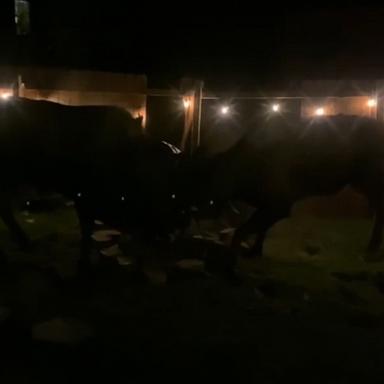 VIDEO: Moose fight wrecks Alaska woman's backyard