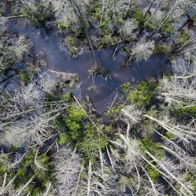 VIDEO: New Jersey ghost forest exposes climate change threat