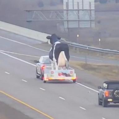 VIDEO: Large cow statue spotted cruising down Wisconsin highway