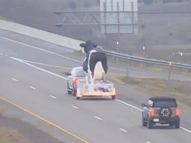 WATCH: Large cow statue spotted cruising down Wisconsin highway