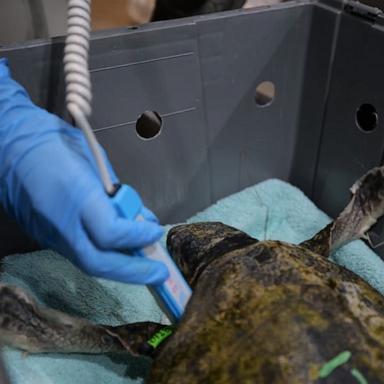 VIDEO: Rescued sea turtles treated for hypothermia at aquarium