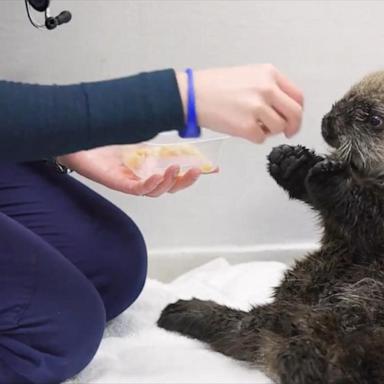 VIDEO: Rescued sea otter welcomed at Chicago aquarium