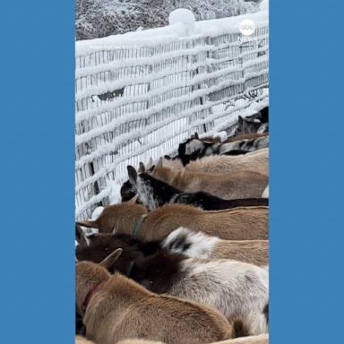 VIDEO: Goats enjoy their first snow day of the year