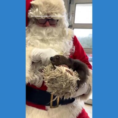 VIDEO: Sloth gets Christmas cuddles from Santa