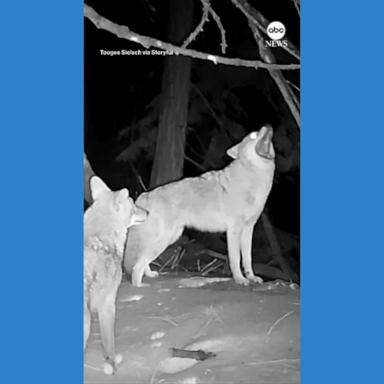 VIDEO: Trail cam captures coyote 'concert' in Lake Tahoe