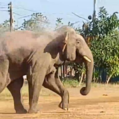 Elephants have experienced vast population declines in recent years.