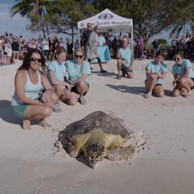 VIDEO: Rescued sea turtle released back into the ocean