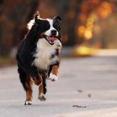 VIDEO: Which dog breeds are more prone to cancer?