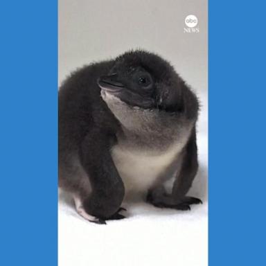 VIDEO: Blue penguin chick makes debut at California aquarium