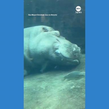 VIDEO: Hippos take underwater nap at Cincinnati Zoo