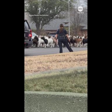 VIDEO: To protect and... herd? Police in Texas help round up escaped goats