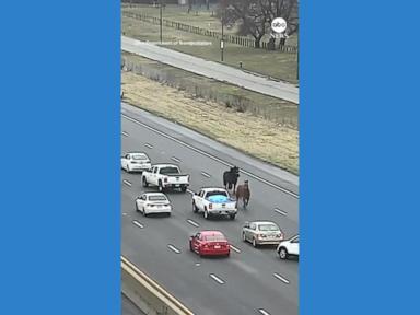 WATCH: Loose horses weave through cars on Cleveland highway