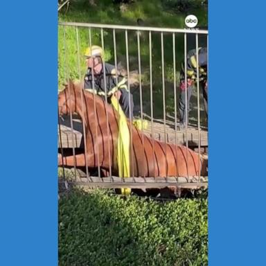 VIDEO: Horse safely rescued after falling into trench in California