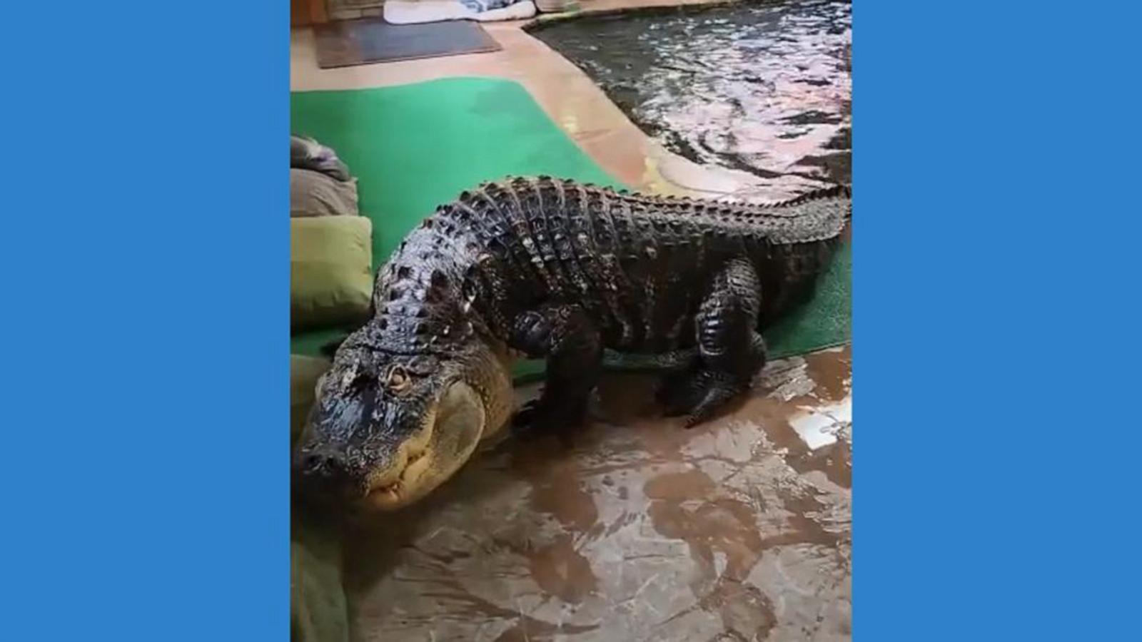 Authorities seize alligator kept illegally in New York home's swimming ...