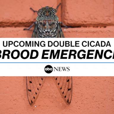 What to expect from the upcoming double cicada brood emergence