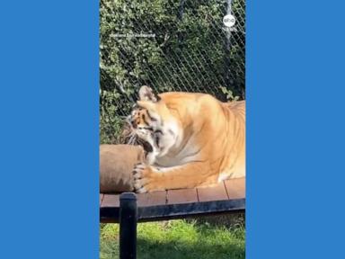 WATCH:  Tiger amused by beanbag at California zoo