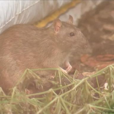 The NYC Department of Health and Mental Hygiene has released a health advisory about human leptospirosis -- an infection that is associated to exposure to rat urine.