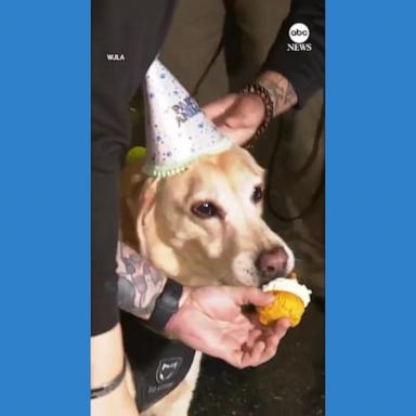 VIDEO: TSA explosives detection canine given party to celebrate retirement