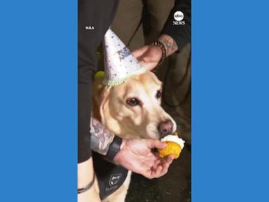 WATCH:  TSA explosives detection canine given party to celebrate retirement