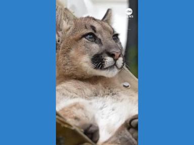 WATCH:  Mountain lion cub relaxes in hammock at California zoo