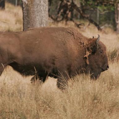 A 40-year-old who allegedly kicked a bison in the leg while under the influence of alcohol at Yellowstone National Park, was injured by the animal and arrested.