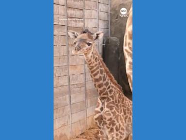 WATCH:  Birth of baby giraffe surprises Houston Zoo