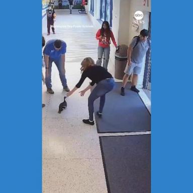 VIDEO: Students, staff chase after duck flying around New Jersey high school