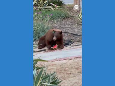 WATCH:  Bear treats itself to watermelon from California family's fridge