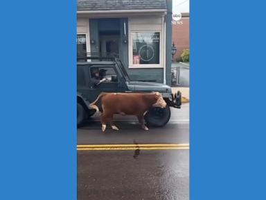 WATCH:  Escaped cow proves tricky to lasso on busy street
