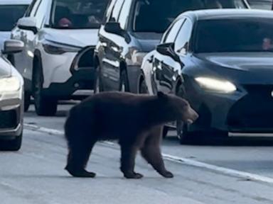 WATCH:  Bear stops traffic on California freeway