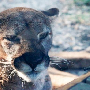 Only about 200 Florida panthers are left. Here's how experts are trying to save them.