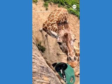WATCH:  Zoo sets up new pulley system for giraffes