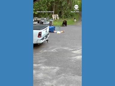 WATCH:  Bear chases dog down driveway