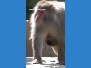 WATCH: Baby monkey hitches a ride on mom at Wisconsin zoo