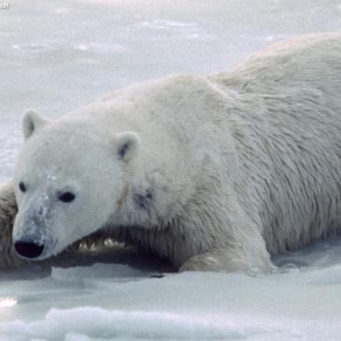 Unique group of polar bears on the brink of extinction?