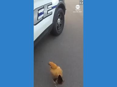 WATCH:  Loose chickens lead officers on chase around neighborhood