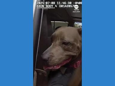 WATCH:  Florida police smash window to rescue dog from hot car