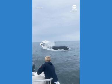 WATCH:  Whale slams into boat off New Hampshire coast