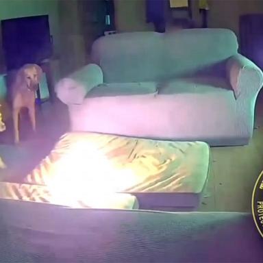 VIDEO: Dog starts house fire by chewing through lithium ion battery