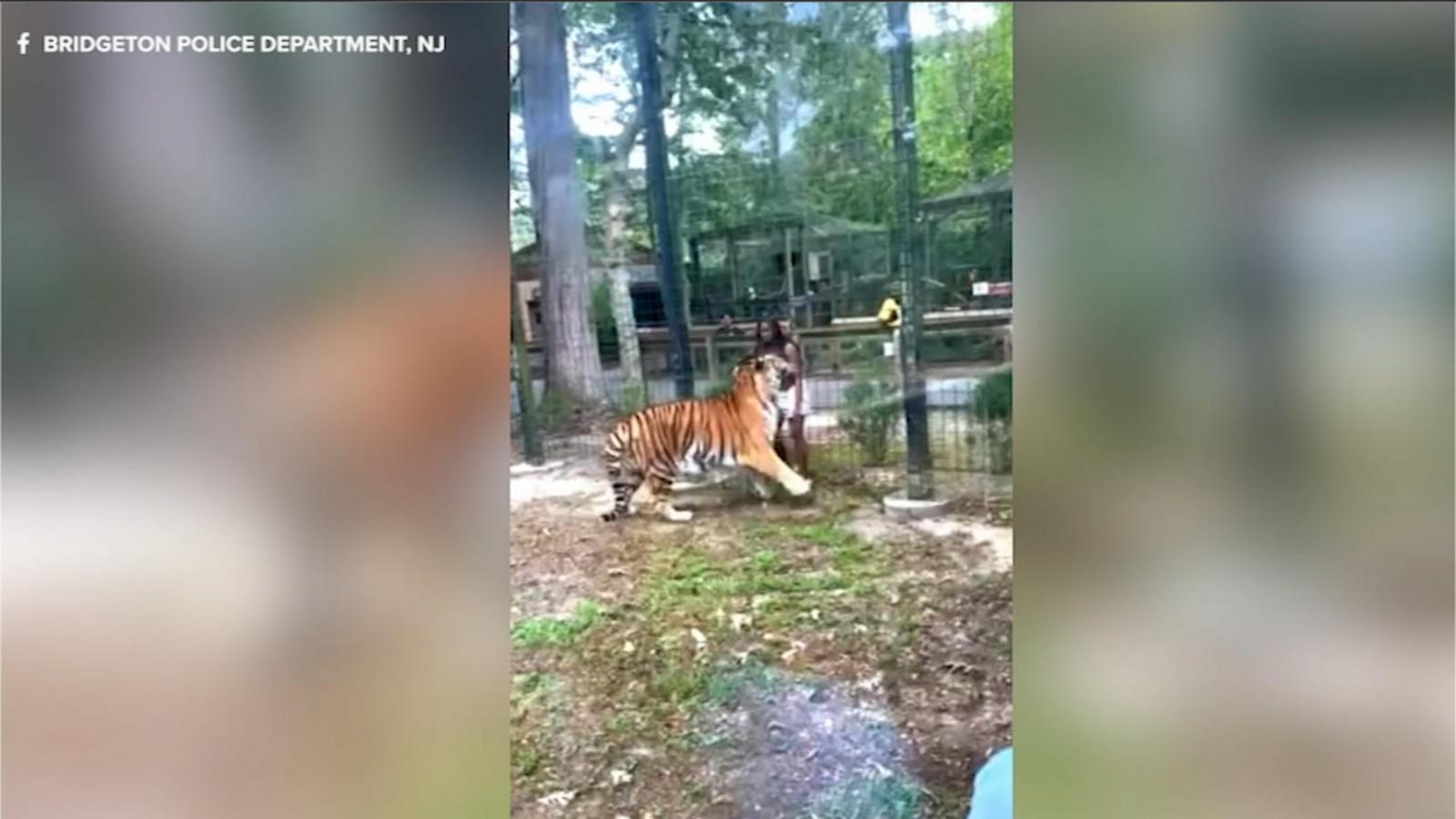 Woman nearly bitten by tiger after hopping fence at zoo, video shows - Good  Morning America