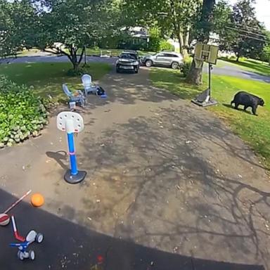 VIDEO: Bear wanders yard while children play outside