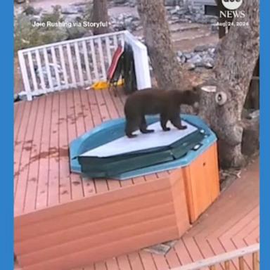 VIDEO: California bear takes a dip in hot tub