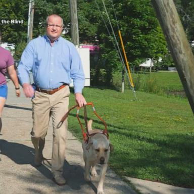 VIDEO: It's national guide dog day