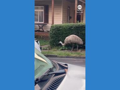 WATCH:  Emu spotted roaming around Pittsburgh suburb