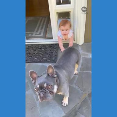 VIDEO: Baby gets stuck in doggy door after trying to follow pooch outside