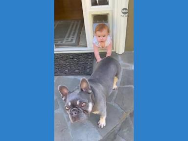 WATCH:  Baby gets stuck in doggy door after trying to follow pooch outside